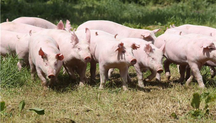 N-ȰᣨȰᣩ;㷺 ӼҪг