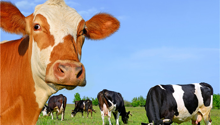 �����������һ�ֳ������Ͽ������� ŷ�˽���Ӱ����ҵ��չ